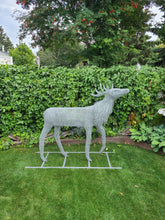 Life-size Young Elk Buck Chicken Wire Sculpture