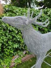 Life-size Young Elk Buck Chicken Wire Sculpture