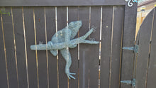 Chicken Wire Frog- Hanging Out