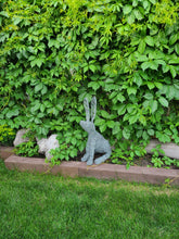 Chicken Wire Jack Rabbit